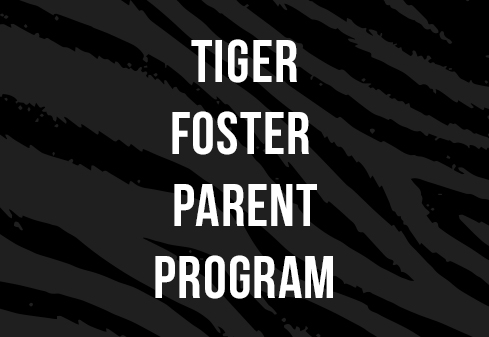Tiger Foster Parent Program